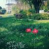 Primavera al parco ciani